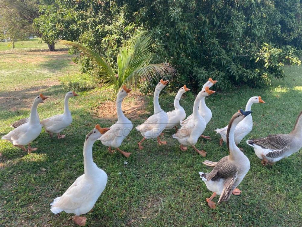 Comprar Rural / Chácara / Fazenda em Duartina apenas R$ 13.000.000,00 - Foto 10 Comprar Rural / Chácara / Fazenda em Duartina apenas R$ 13.000.000,00 - Foto 10
