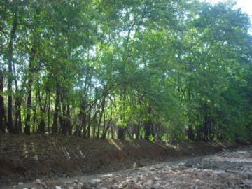 Alugar Terreno / Padrão em Bauru. apenas R$ 3.000,00