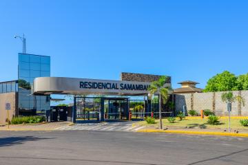 imagem 1 - Samambaia imagem 1 - Samambaia