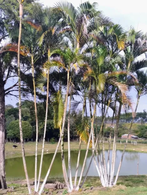 imagem 2 - Linda Chacará em Pardinho - Barra Mansa imagem 2 - Linda Chacará em Pardinho - Barra Mansa