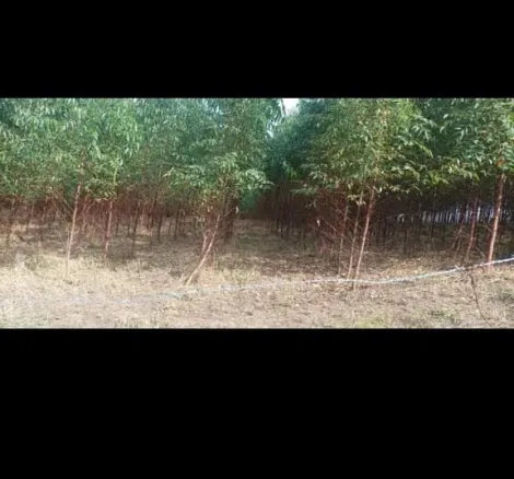 imagem 3 - Rural - ChácaraFazenda imagem 3 - Rural - ChácaraFazenda